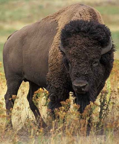 Bison Jounral