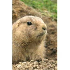 Prairie Dog Jounral