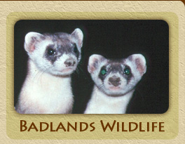 Endangered Species