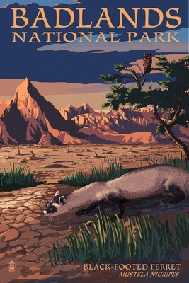 8x12 Vintage Ferret Poster 865311544533