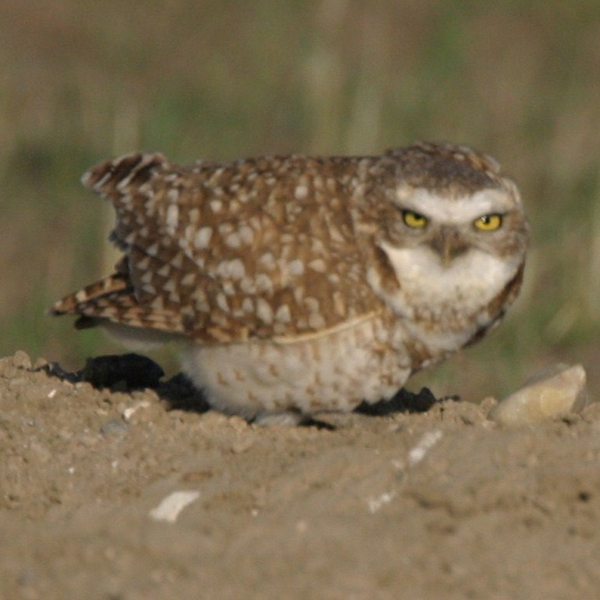 Badlands Owl