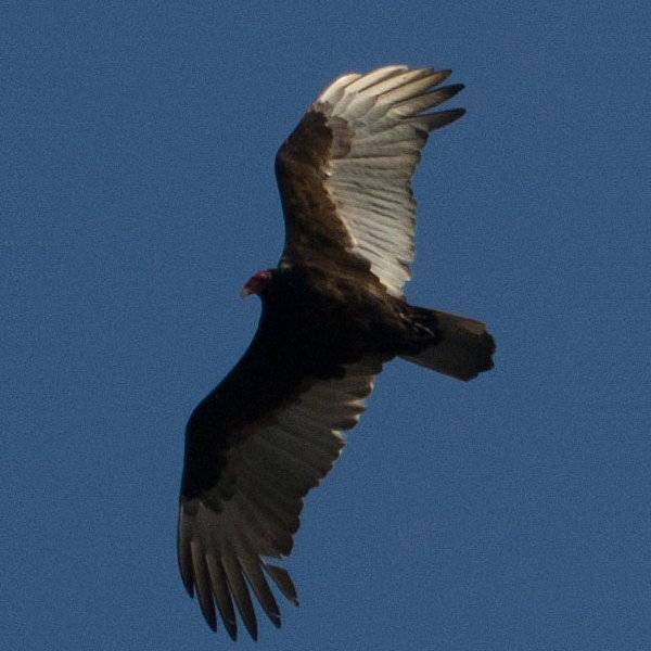 Badlands Turkey Vulture