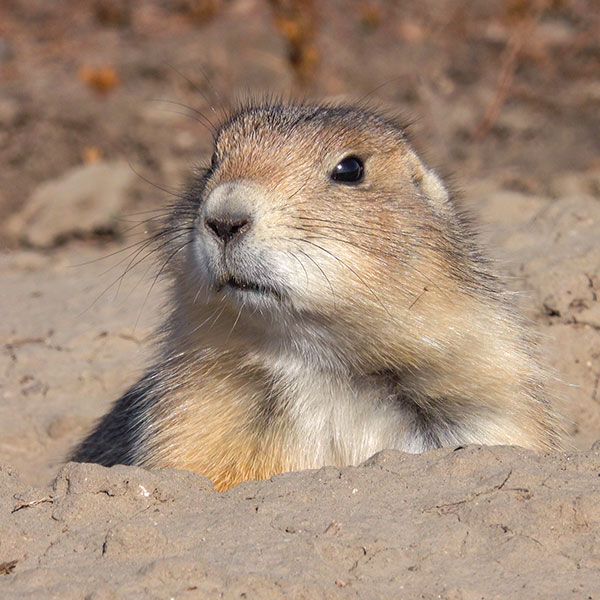 Badlands Prairie Dog