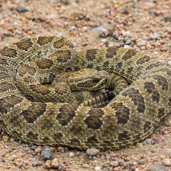 Badlands Rattlesnake