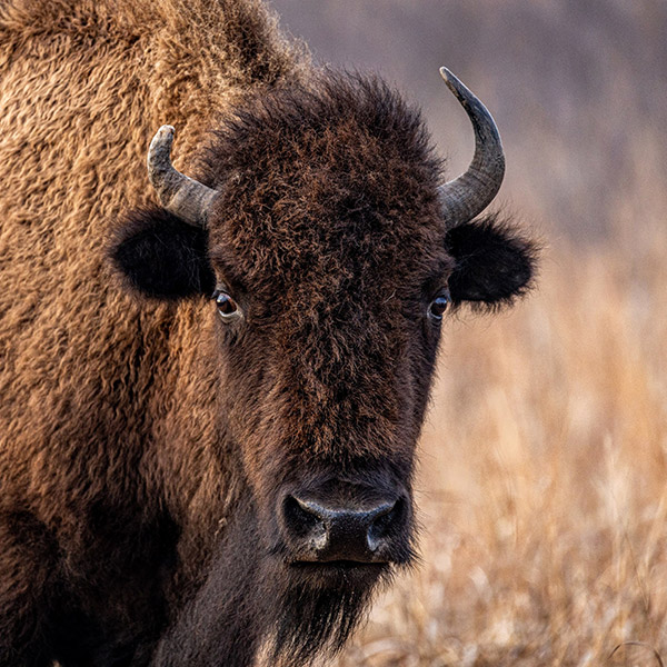 Badlands Bison