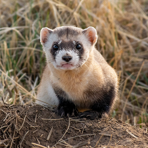 Badlands Black-Footed Ferret