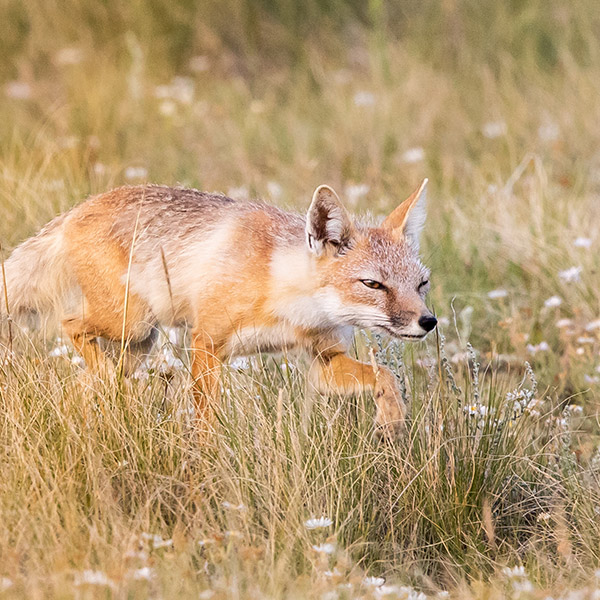 Badlands Swift Fox